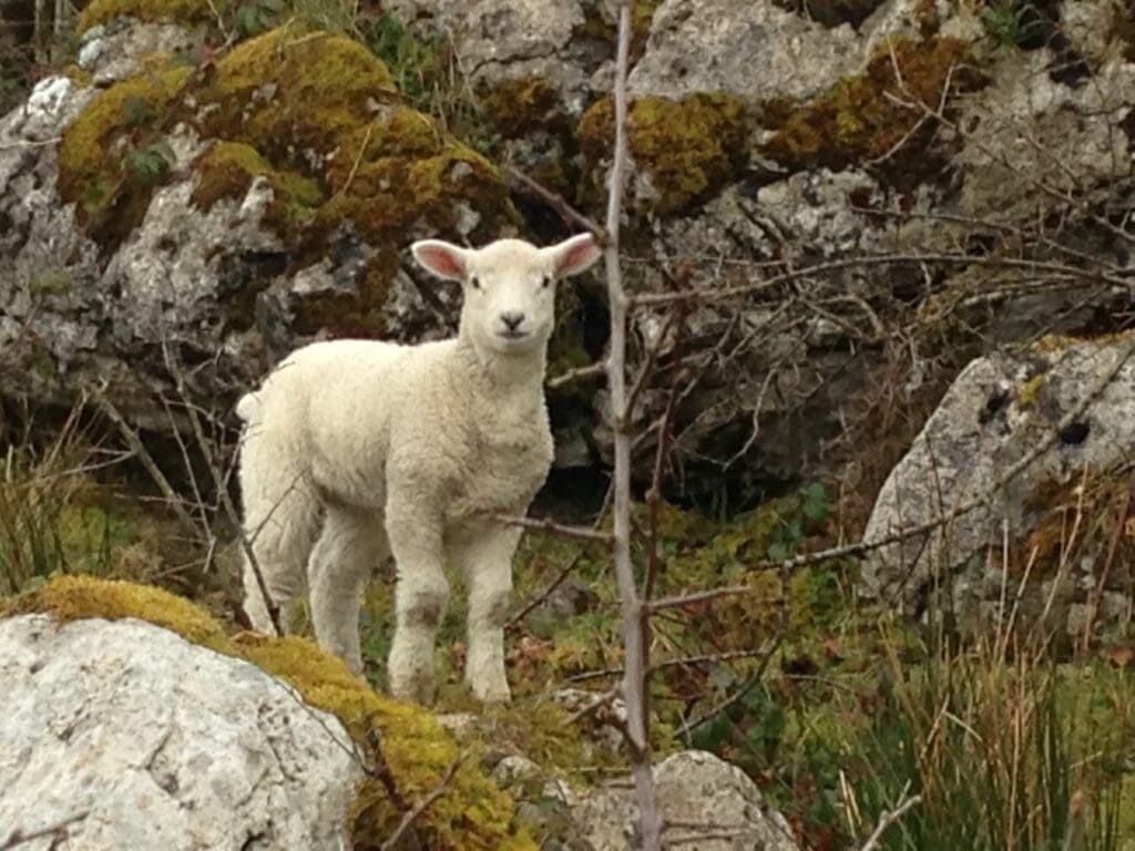 MSJLOG Lamb